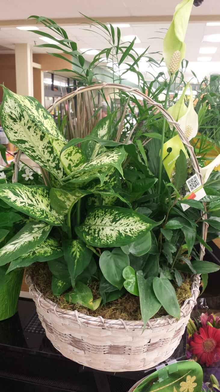 Green Plant in Basket